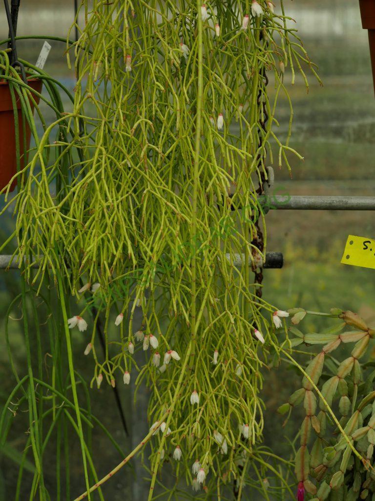 Rhipsalis ormindoi, Pico da Caledônia, Rio de Janeiro, Brazil
