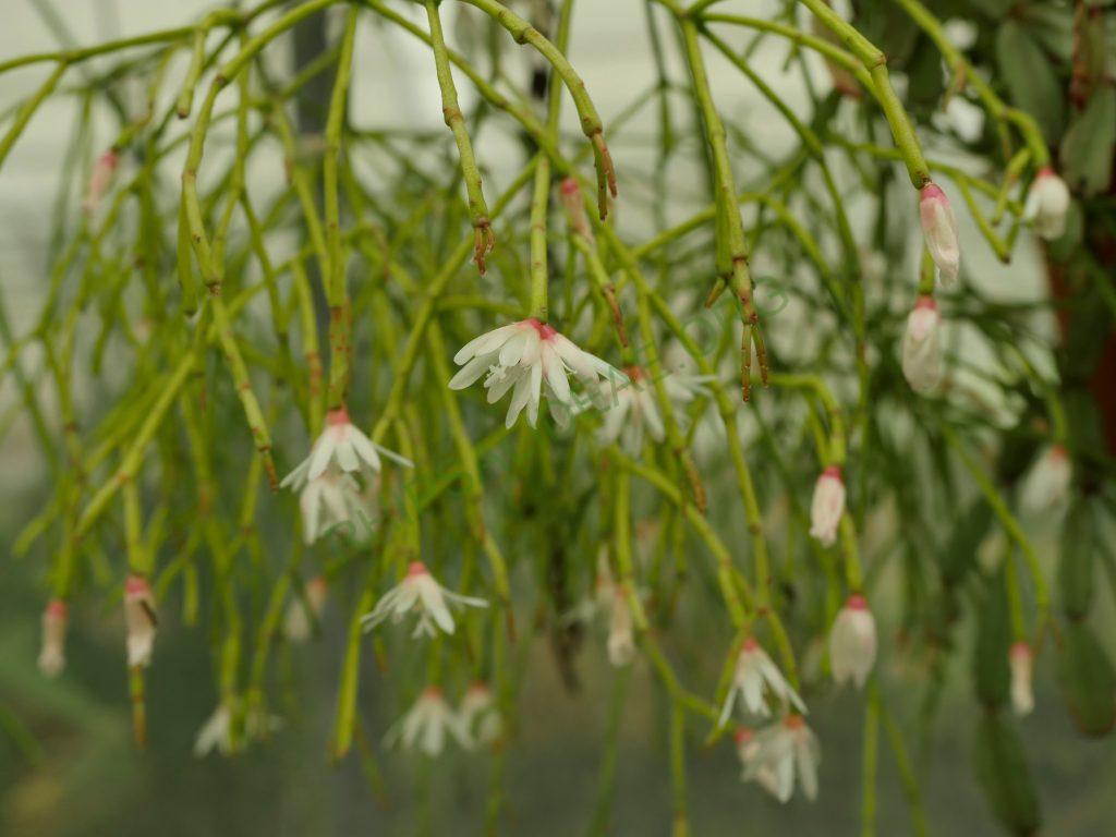 Rhipsalis ormindoi, Pico da Caledônia, Rio de Janeiro, Brazil