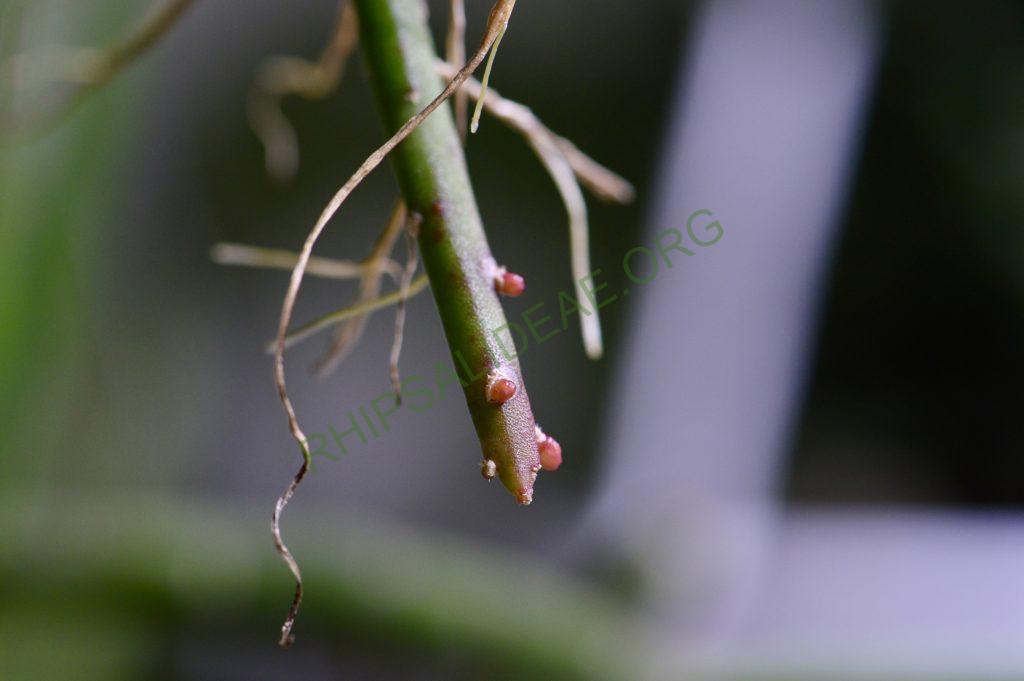 Rhipsalis pacheco-leonis subsp. pacheco-leonis