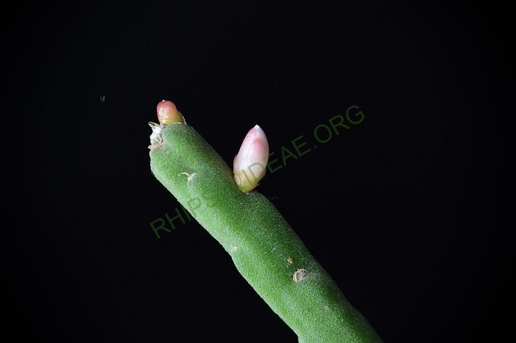 Rhipsalis pacheco-leonis subsp. pacheco-leonis