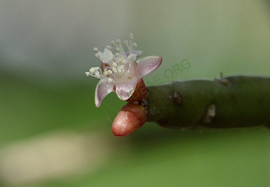 Rhipsalis pacheco-leonis subsp. pacheco-leonis