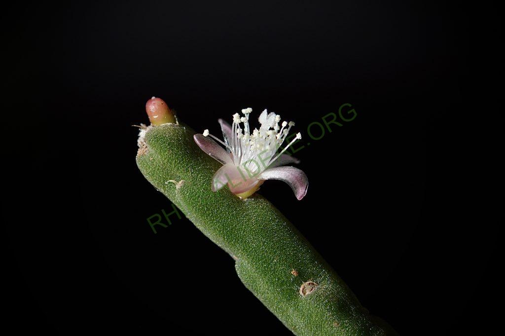 Rhipsalis pacheco-leonis subsp. pacheco-leonis
