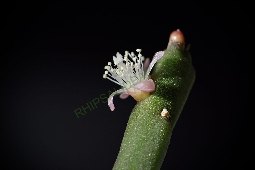 Rhipsalis pacheco-leonis subsp. pacheco-leonis