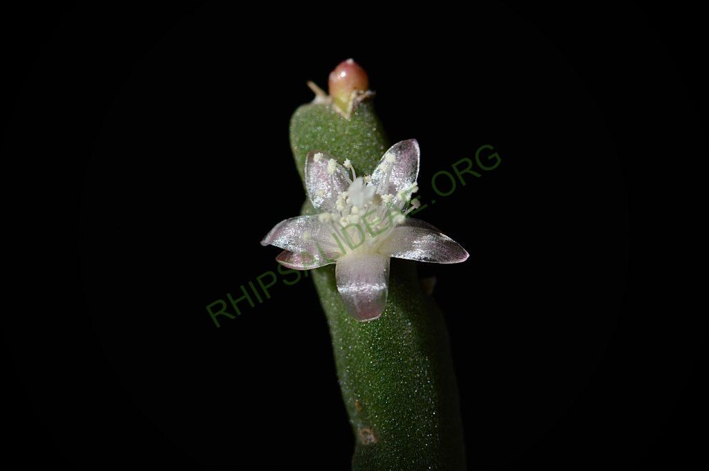 Rhipsalis pacheco-leonis subsp. pacheco-leonis