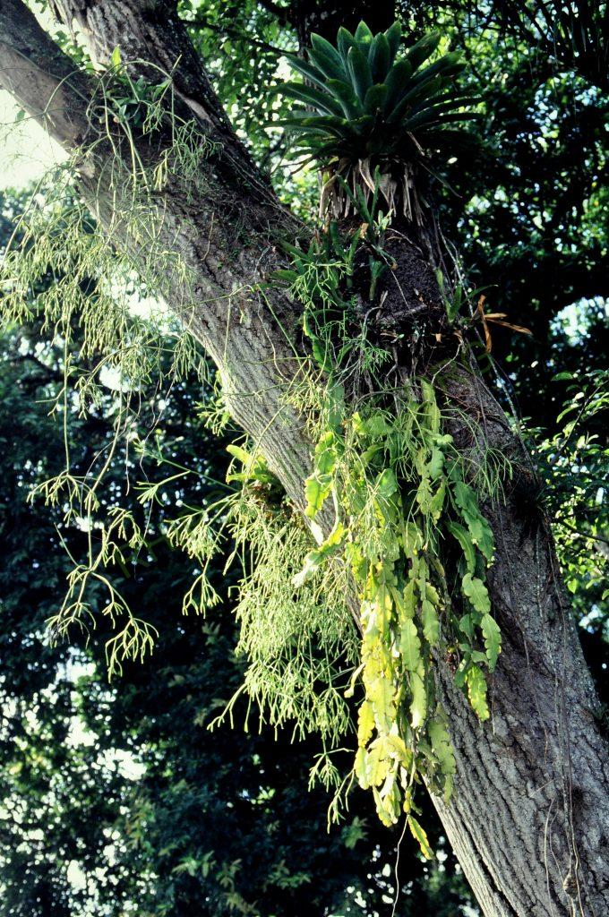 Rhipsalis pachyptera, Bonn 5757, East of Blumenau, Santa Catarina, Brazil, © W. Barthlott, Lotus-Salvinia.de