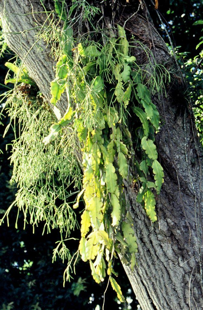 Rhipsalis pachyptera, Bonn 5757, East of Blumenau, Santa Catarina, Brazil, © W. Barthlott, Lotus-Salvinia.de