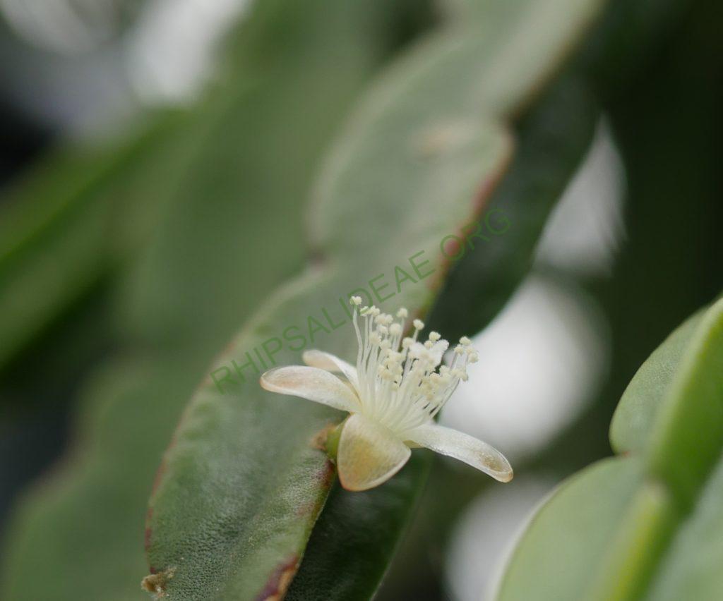 Rhipsalis pentaptera