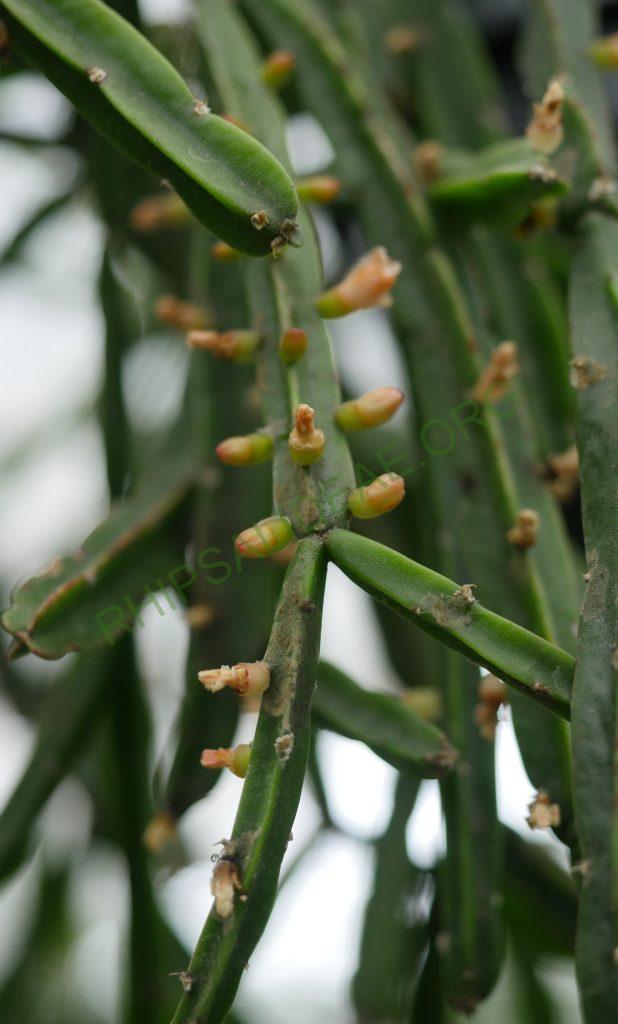 Rhipsalis pentaptera