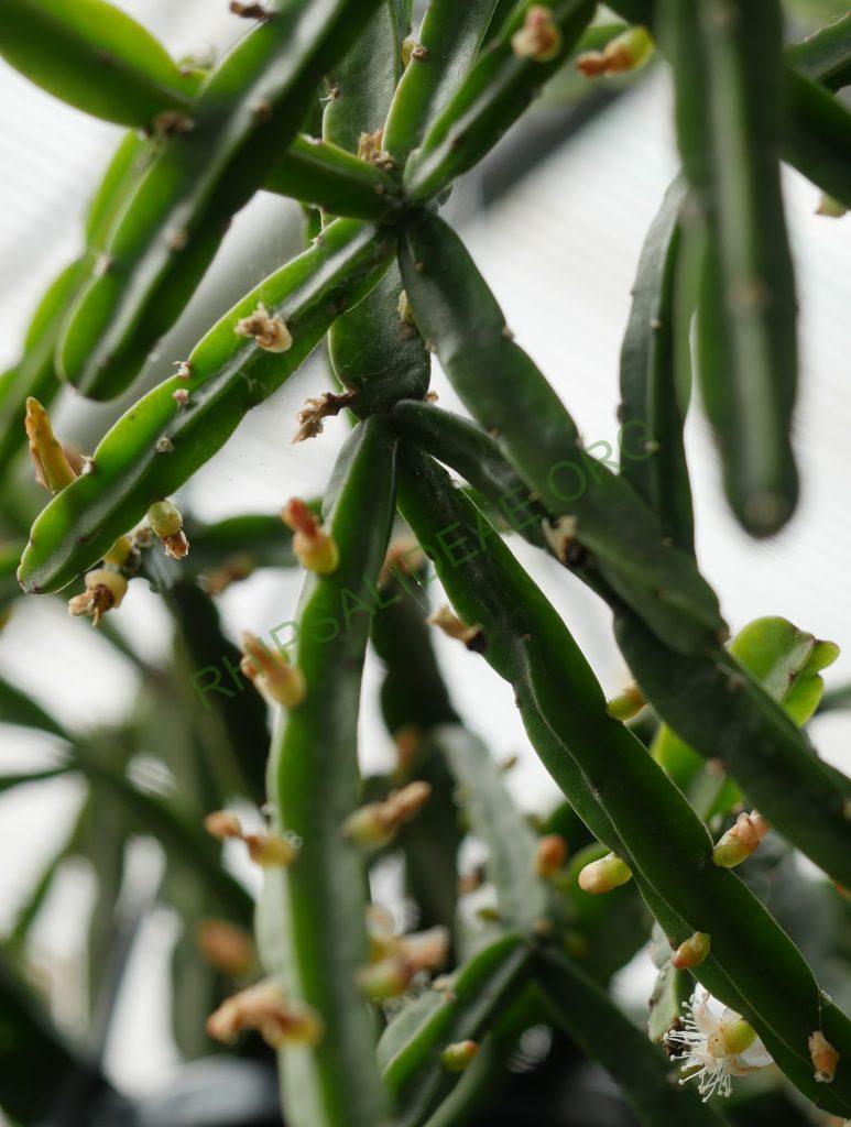 Rhipsalis pentaptera