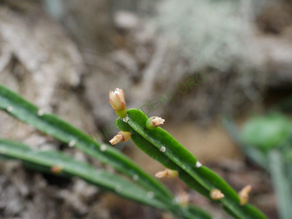 Rhipsalis pentaptera, Magdeburg Garden, Germany