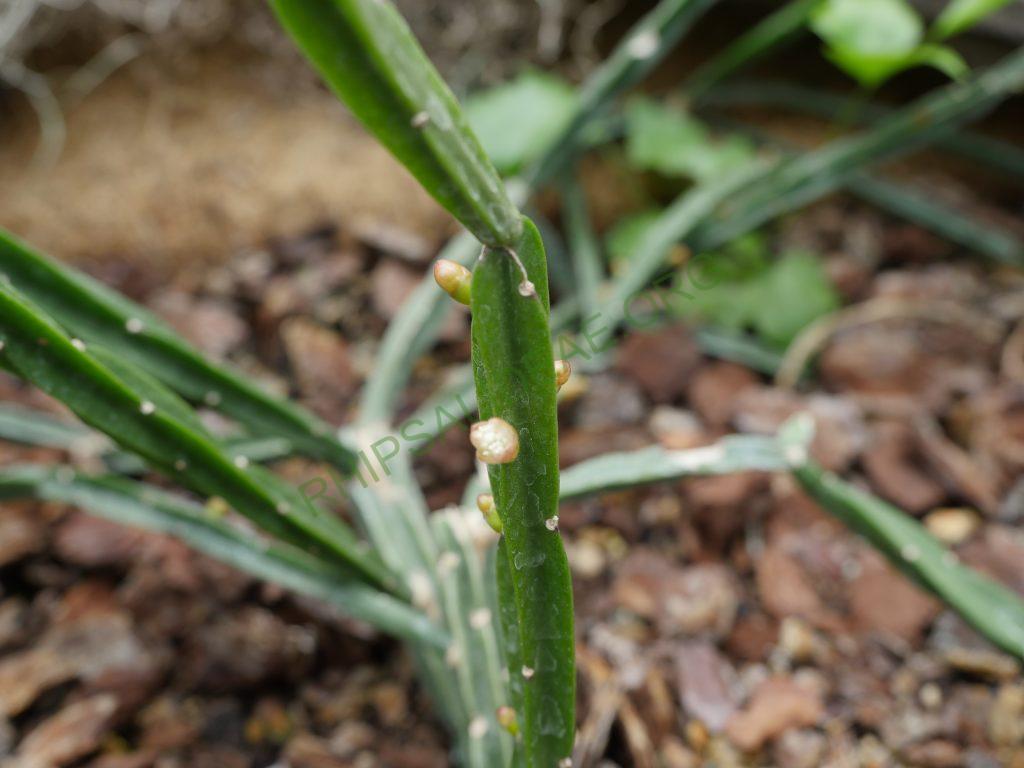 Rhipsalis pentaptera, Magdeburg Garden, Germany