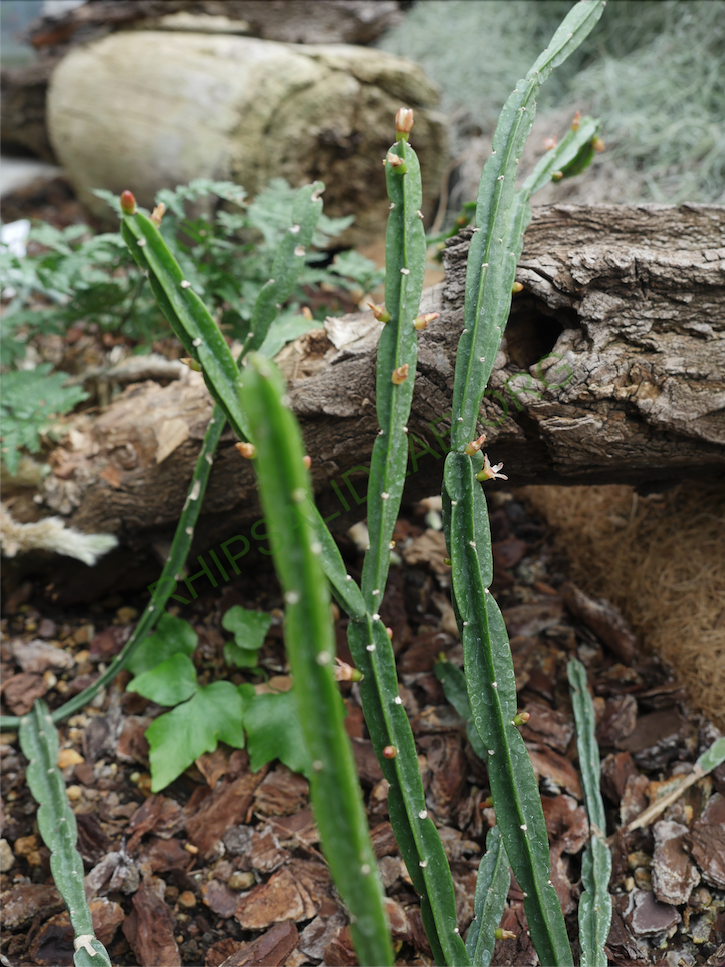 Rhipsalis pentaptera, Magdeburg Garden, Germany