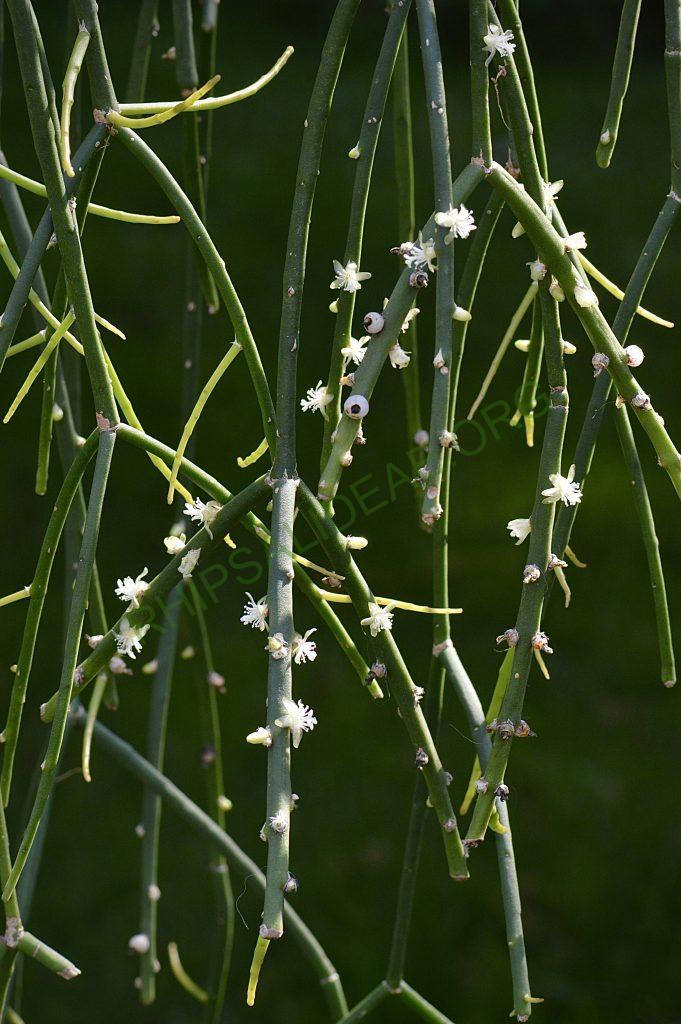 Rhipsalis pittieri