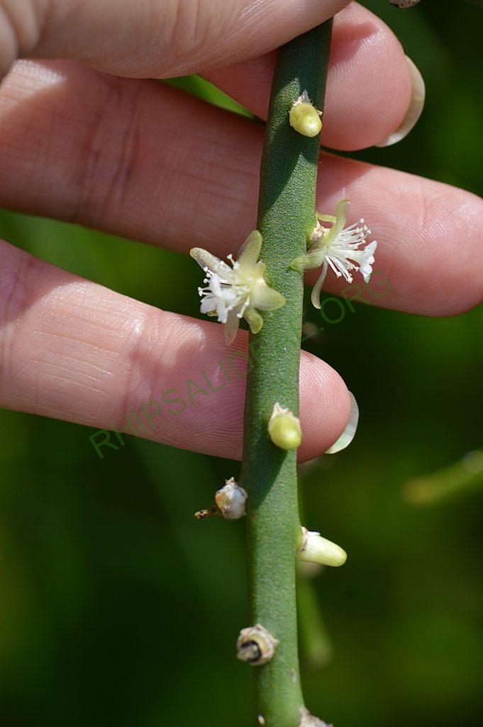Rhipsalis pittieri