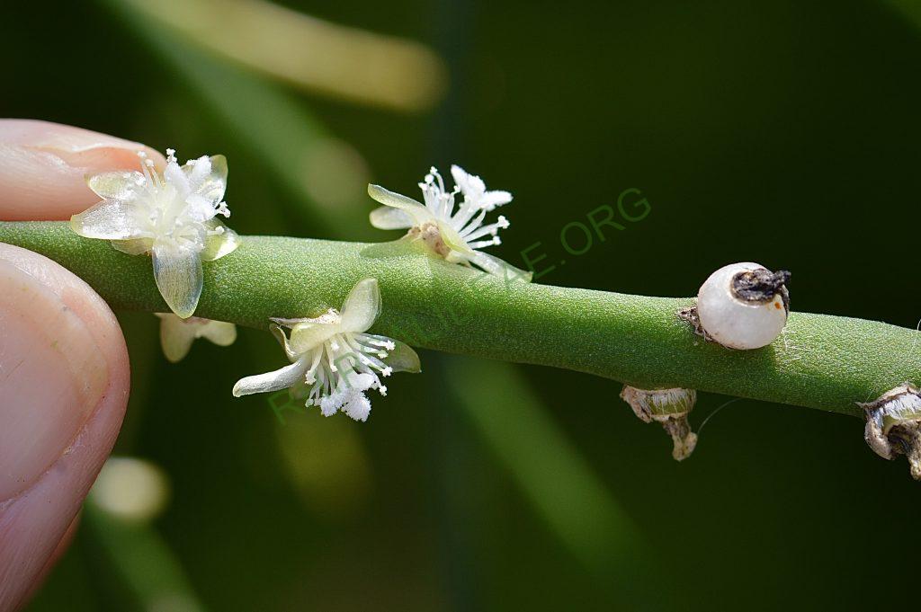 Rhipsalis pittieri