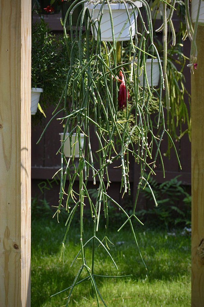 Rhipsalis pittieri