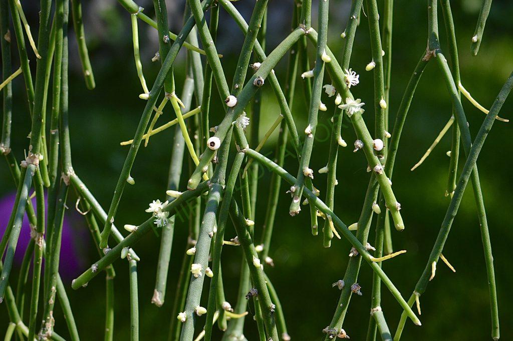 Rhipsalis pittieri