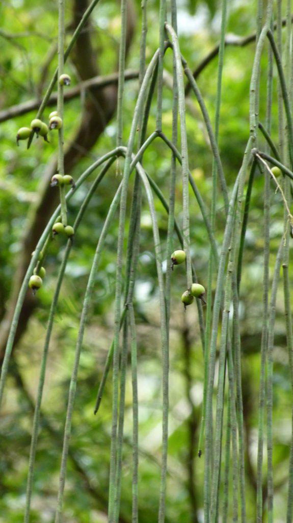 Rhipsalis pulchra, Serra da Bocaina, border between São Paulo, Brazil and Rio de Janeiro, Brazil