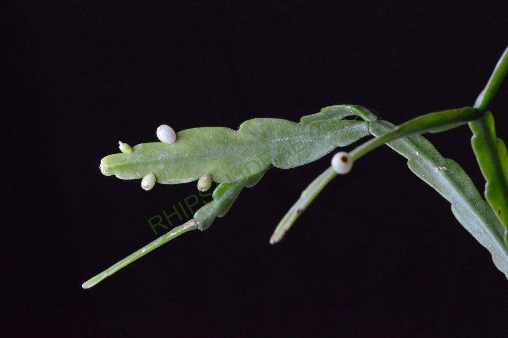 Rhipsalis micrantha f. rauhiorum