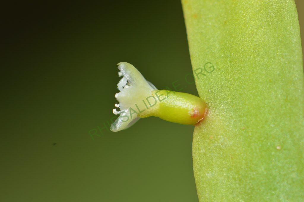 Rhipsalis micrantha f. rauhiorum