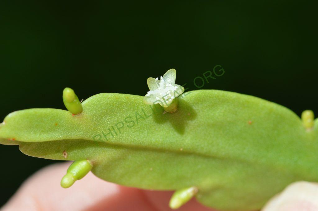 Rhipsalis micrantha f. rauhiorum
