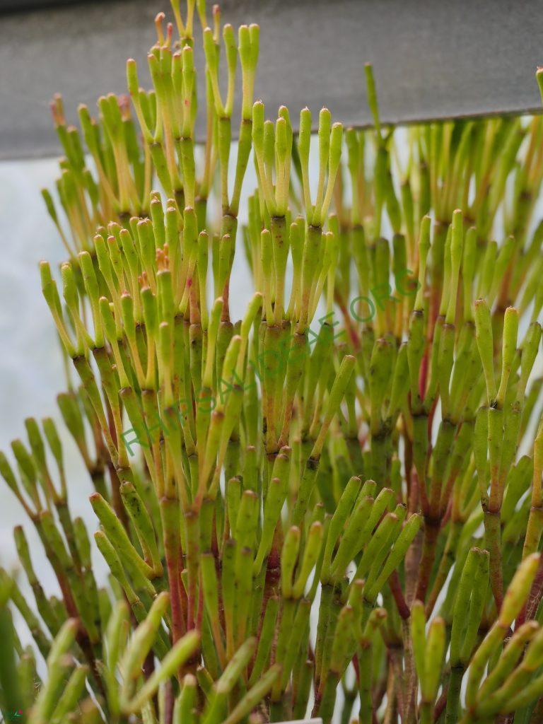 Hatiora salicornioides f. salicornioides, AH 565, Serra dos Órgãos, Rio de Janeiro, Brazil