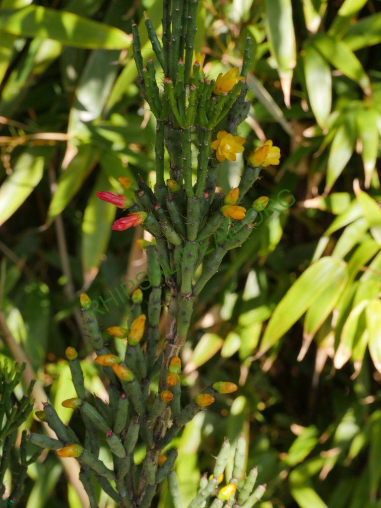 Hatiora salicornioides f. cylindrica, BGGO 9608