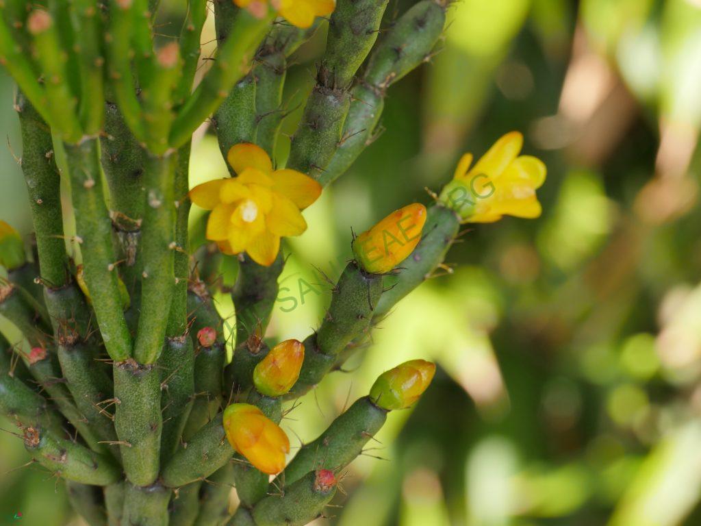 Hatiora salicornioides f. cylindrica, BGGO 9608