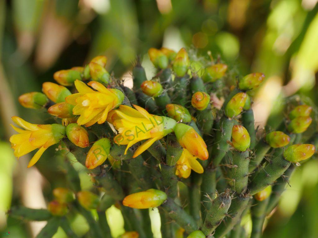 Hatiora salicornioides f. cylindrica, BGGO 9608