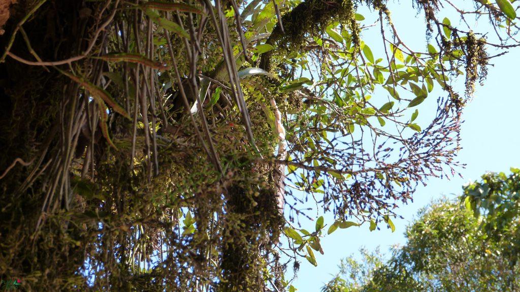 Hatiora salicornioides f. salicornioides, Campos do Jordão, São Paulo, Brazil