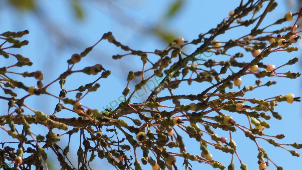 Hatiora salicornioides f. salicornioides, Campos do Jordão, São Paulo, Brazil