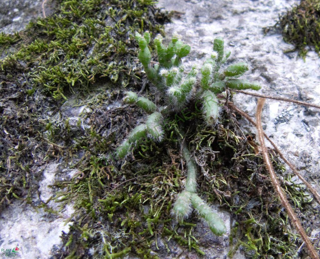 Hatiora salicornioides f. salicornioides, Itatiaia low, Rio de Janeiro, Brazil