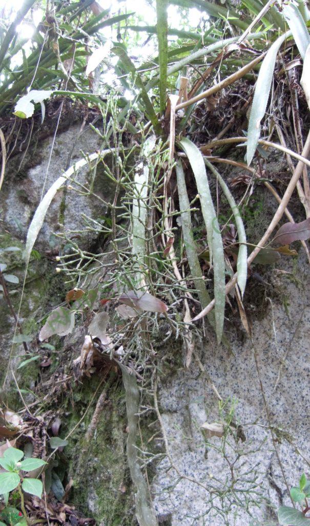 Hatiora salicornioides f. salicornioides, Itatiaia low, Rio de Janeiro, Brazil