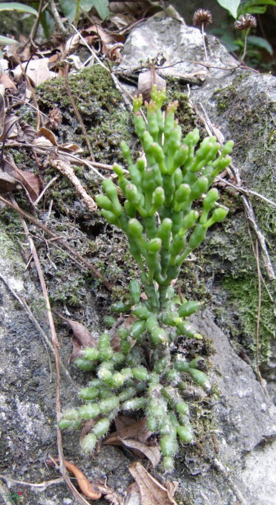Hatiora salicornioides f. salicornioides, Itatiaia low, Rio de Janeiro, Brazil
