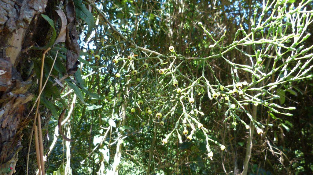 Hatiora salicornioides f. salicornioides, Itatiaia low, Rio de Janeiro, Brazil