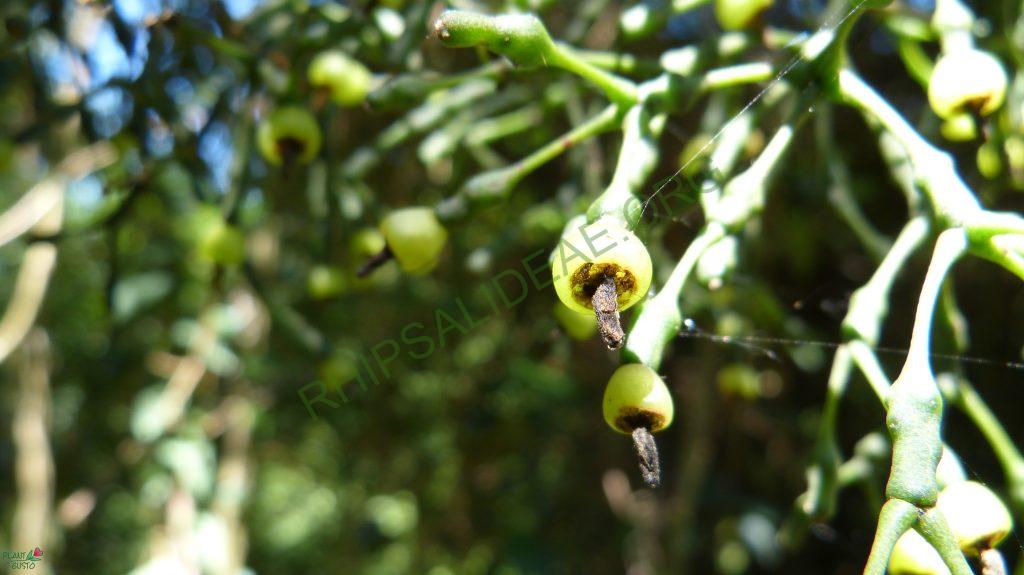 Hatiora salicornioides f. salicornioides, Itatiaia low, Rio de Janeiro, Brazil