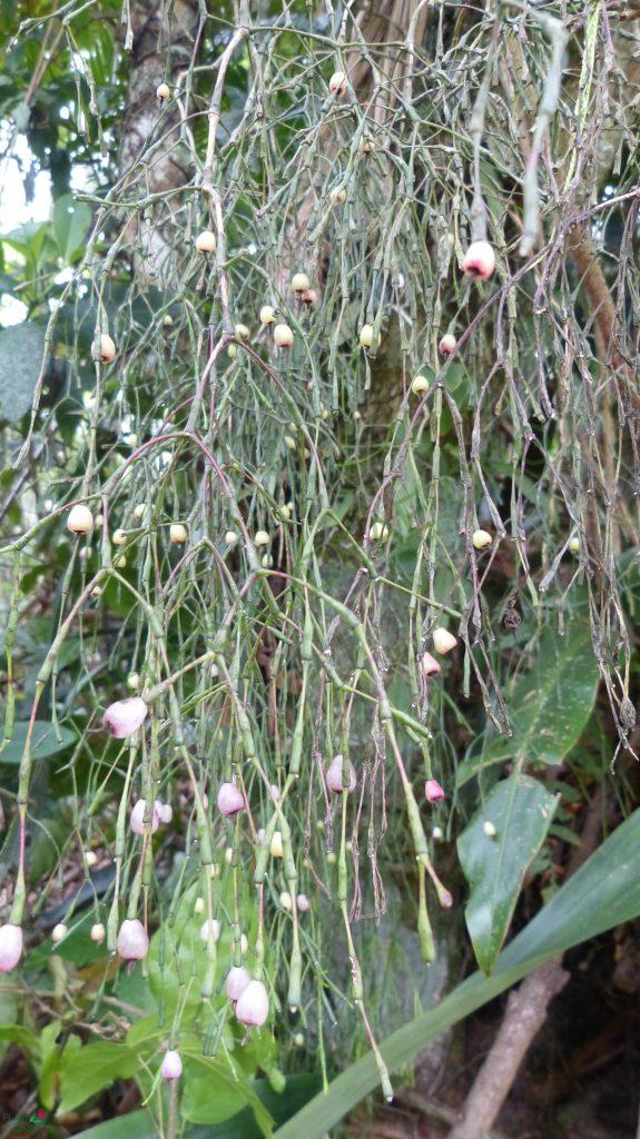 Hatiora salicornioides forma salicornioides, Teresópolis, Rio de Janeiro, Brazil