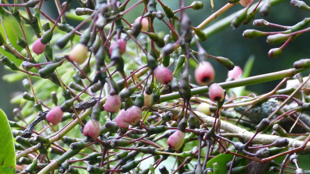 Hatiora salicornioides f. salicornioides, Teresópolis, Rio de Janeiro, Brazil