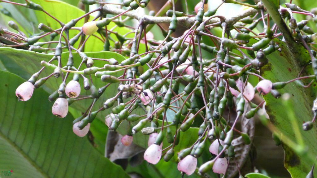 Hatiora salicornioides f. salicornioides, Teresópolis, Rio de Janeiro, Brazil