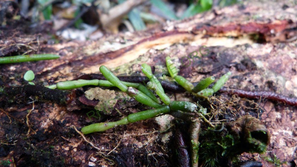 Hatiora salicornioides f. salicornioides, Teresópolis, Rio de Janeiro, Brazil