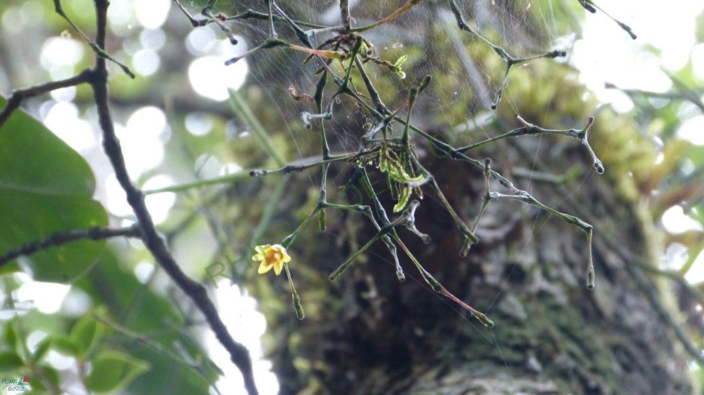 Hatiora salicornioides f. salicornioides, Teresópolis, Rio de Janeiro, Brazil