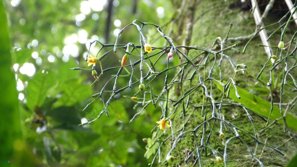 Hatiora salicornioides f. salicornioides, Teresópolis, Rio de Janeiro, Brazil