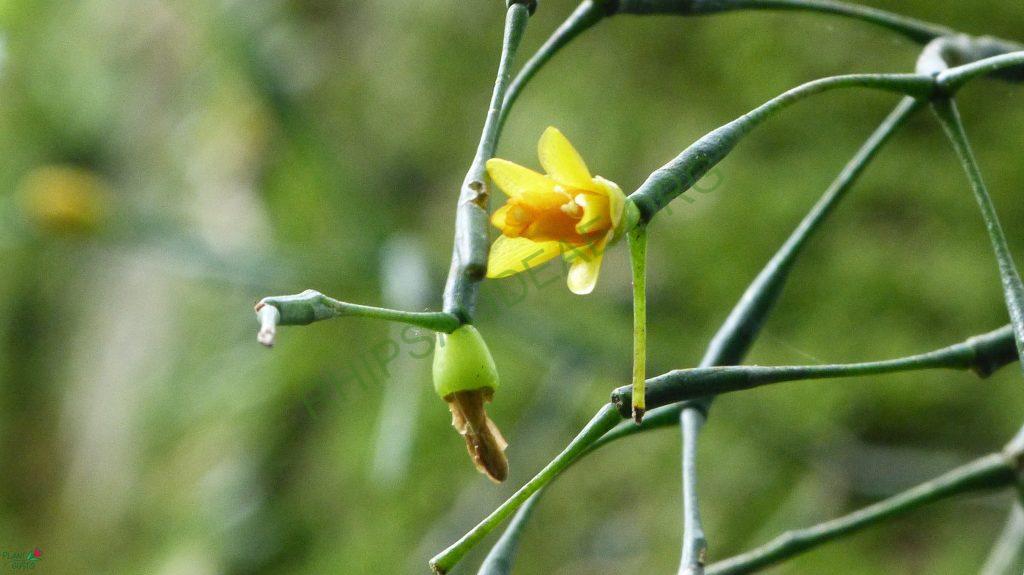 Hatiora salicornioides f. salicornioides, Teresópolis, Rio de Janeiro, Brazil