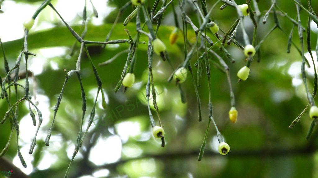 Hatiora salicornioides f. salicornioides, Teresópolis, Rio de Janeiro, Brazil