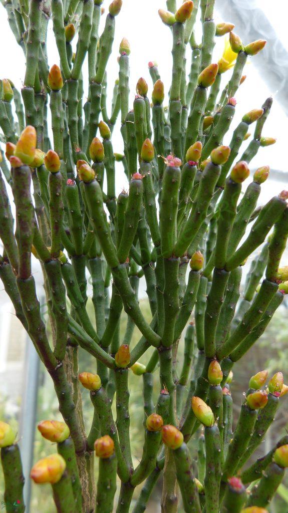 Hatiora salicornioides f. cylindrica, reduced synonym H. bambusoides