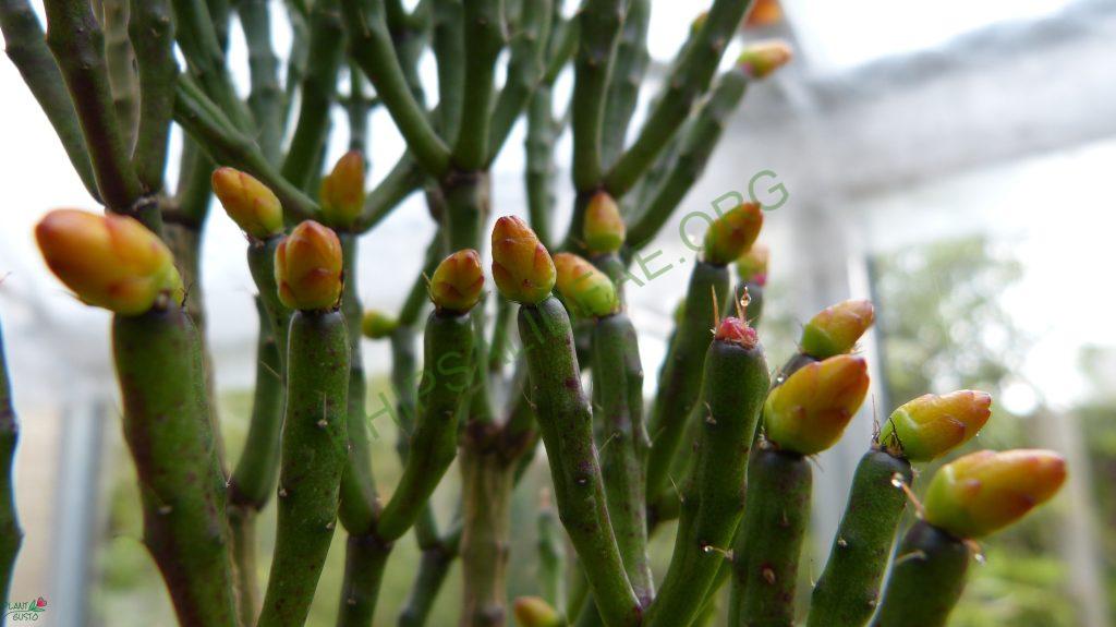 Hatiora salicornioides f. cylindrica, reduced synonym H. bambusoides