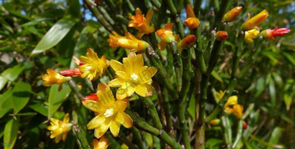 Hatiora salicornioides f. cylindrica, reduced synonym H. bambusoides