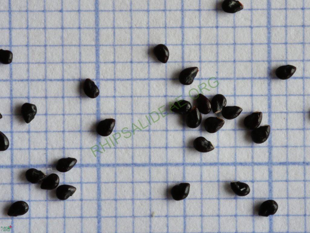 Hatiora salicornioides f. cylindrica, reduced synonym H. bambusoides