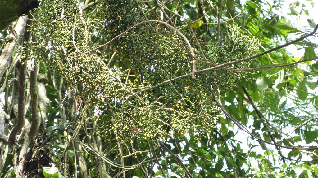 Hatiora salicornioides f. salicornioides, Serra da Bocaina, between Rio de Janeiro, Brazil and São Paulo, Brazil