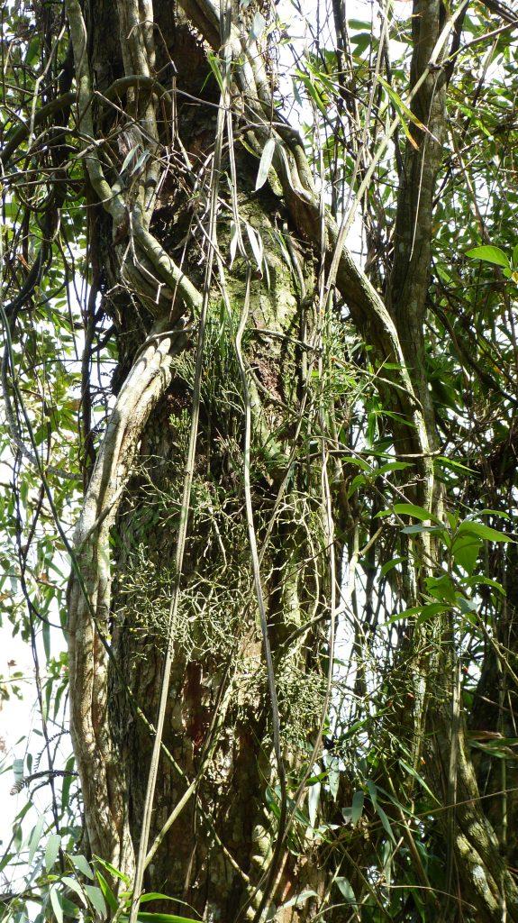Hatiora salicornioides f. salicornioides, Serra da Bocaina, between Rio de Janeiro, Brazil and São Paulo, Brazil